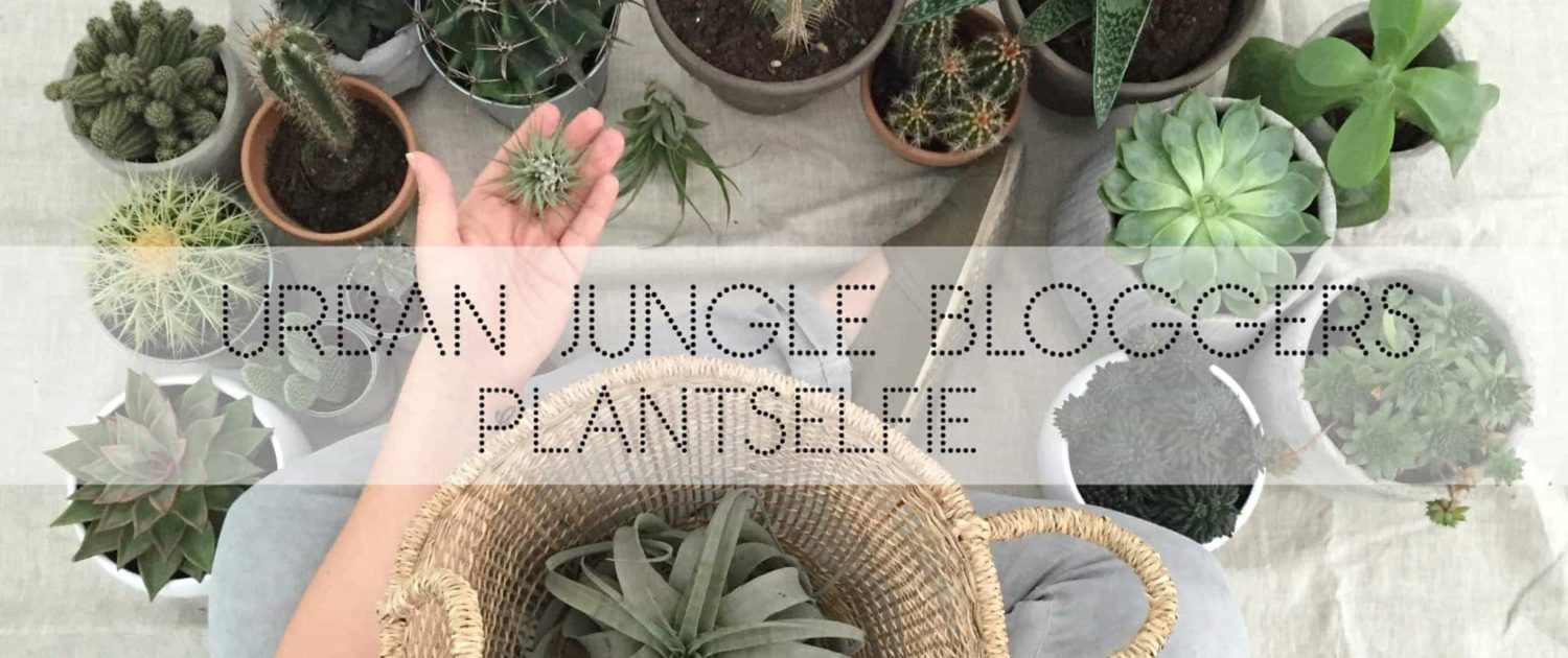 Wohngoldstück_Urban Jungle Bloggers Plantselfie September 2016