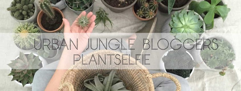 Wohngoldstück_Urban Jungle Bloggers Plantselfie September 2016