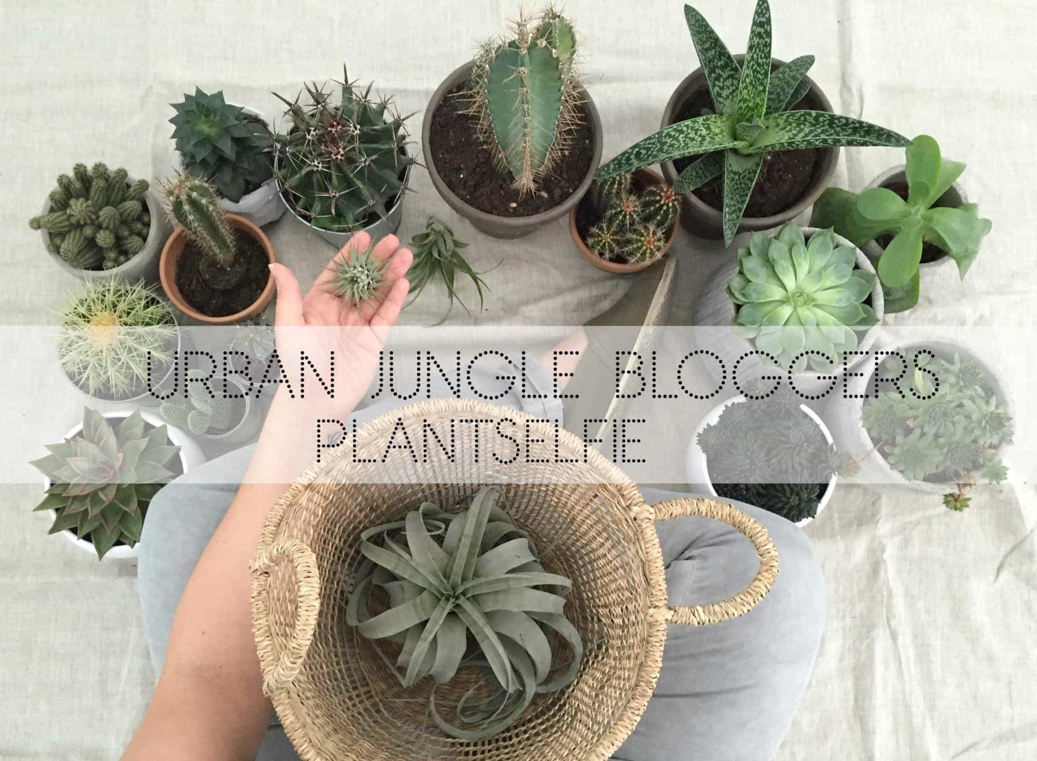 Wohngoldstück_Urban Jungle Bloggers Plantselfie September 2016