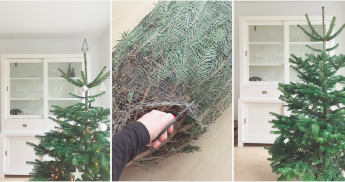 Wohngoldstück_Mein schöner Garten Weihnachtsbaum online bestellen