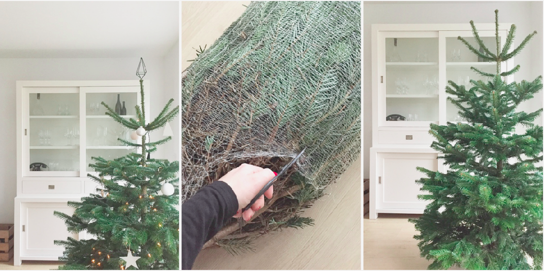 Wohngoldstück_Mein schöner Garten Weihnachtsbaum online bestellen