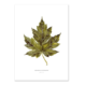 Wohngoldstueck_Kunstdruck Leo la Douce Maple Leaf